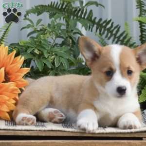 Holly, Pembroke Welsh Corgi Puppy