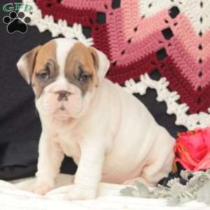 Rayne, English Bulldog Puppy