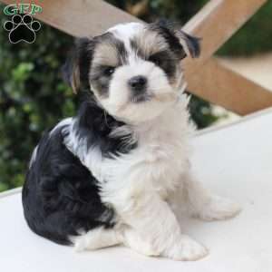 Teddy, Yorkie Puppy