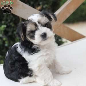 Teddy, Yorkie Puppy