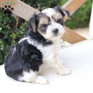Teddy, Yorkie Puppy