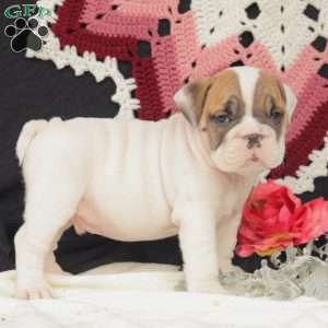 Rayne, English Bulldog Puppy