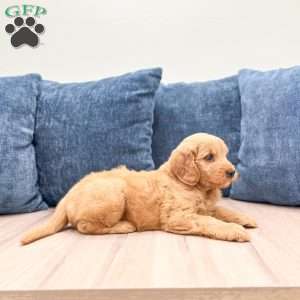Bo, Mini Goldendoodle Puppy