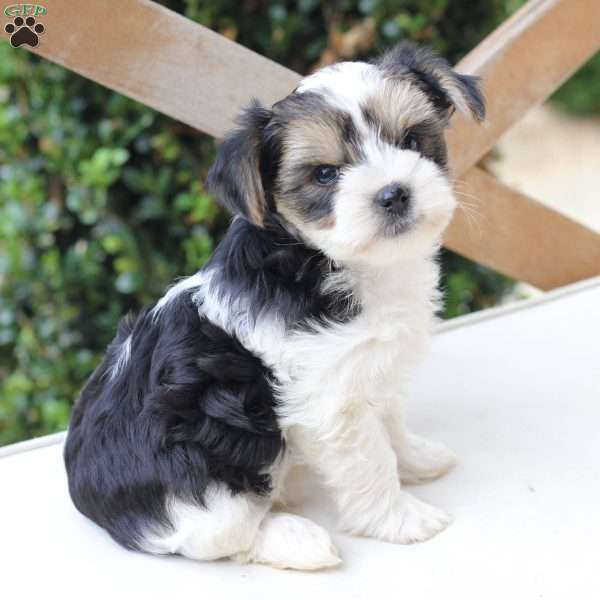 Teddy, Yorkie Puppy