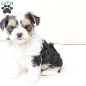 Teddy, Yorkie Puppy