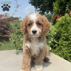 Mickey, Cavapoo Puppy