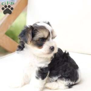 Teddy, Yorkie Puppy