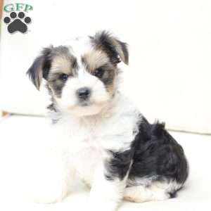 Teddy, Yorkie Puppy