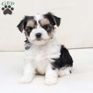 Teddy, Yorkie Puppy