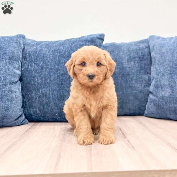 Bailey, Mini Goldendoodle Puppy