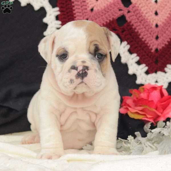 Cliff, English Bulldog Puppy