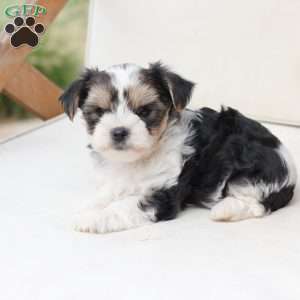 Teddy, Yorkie Puppy