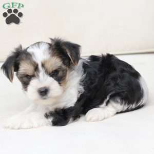 Teddy, Yorkie Puppy