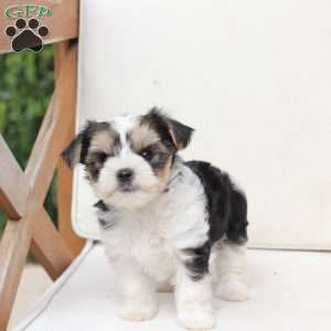 Teddy, Yorkie Puppy