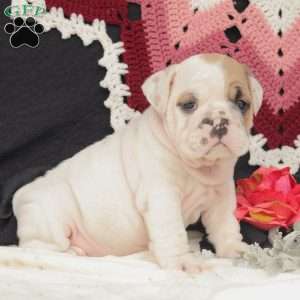 Cliff, English Bulldog Puppy