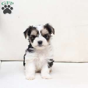Teddy, Yorkie Puppy