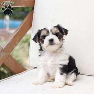 Teddy, Yorkie Puppy