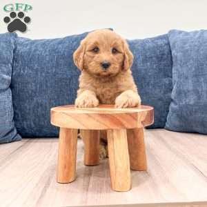 Bailey, Mini Goldendoodle Puppy