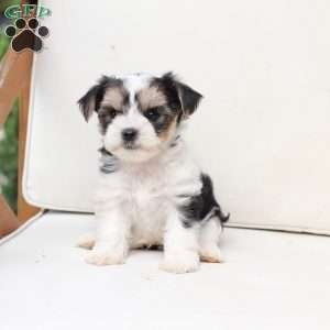 Teddy, Yorkie Puppy