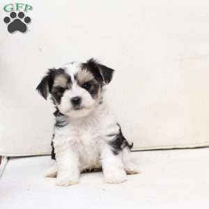 Teddy, Yorkie Puppy