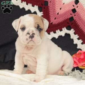 Cliff, English Bulldog Puppy