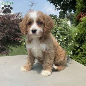 Mickey, Cavapoo Puppy