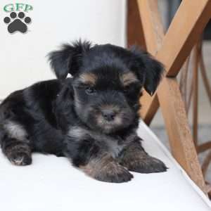 Remi, Yorkie Puppy