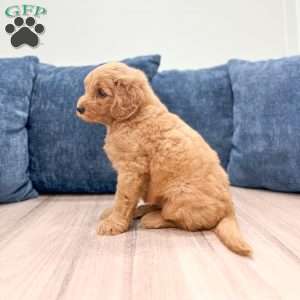 Bailey, Mini Goldendoodle Puppy