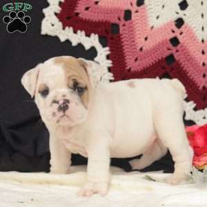 Cliff, English Bulldog Puppy