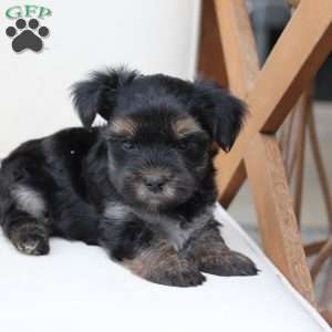 Remi, Yorkie Puppy