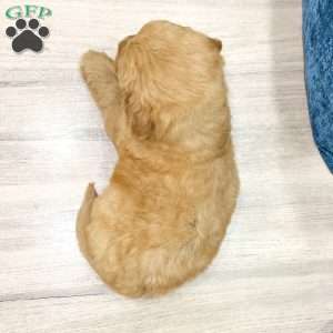 Bailey, Mini Goldendoodle Puppy