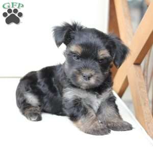 Remi, Yorkie Puppy