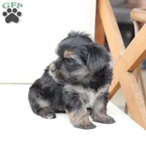 Remi, Yorkie Puppy