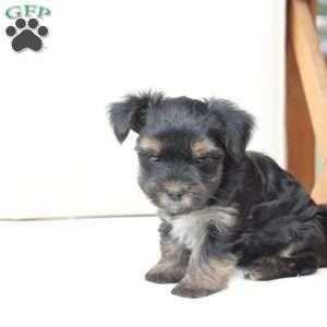 Remi, Yorkie Puppy