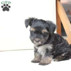 Remi, Yorkie Puppy