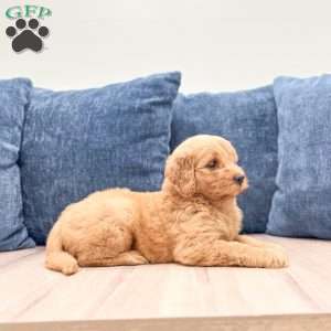 Bailey, Mini Goldendoodle Puppy