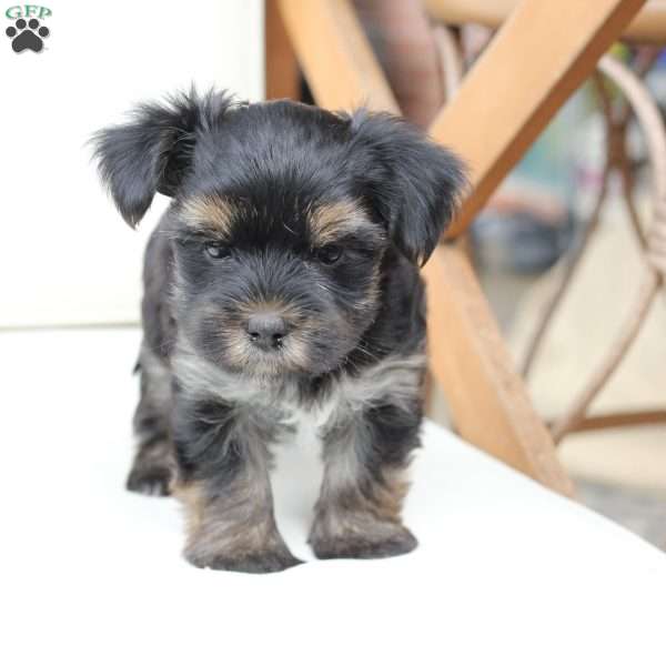 Remi, Yorkie Puppy