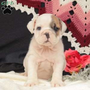 Willow, English Bulldog Puppy