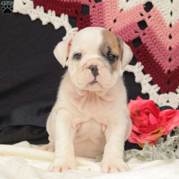 Willow, English Bulldog Puppy