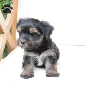 Remi, Yorkie Puppy