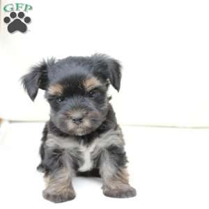 Remi, Yorkie Puppy
