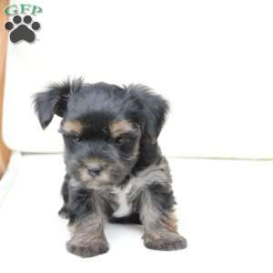 Remi, Yorkie Puppy