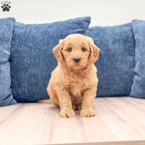 Blair, Mini Goldendoodle Puppy