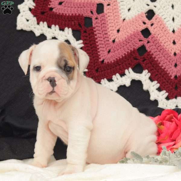 Willow, English Bulldog Puppy