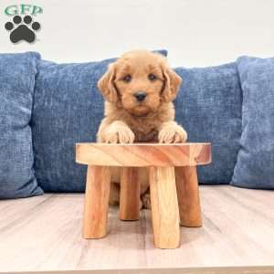 Blair, Mini Goldendoodle Puppy