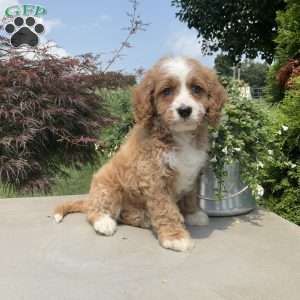 Mickey, Cavapoo Puppy