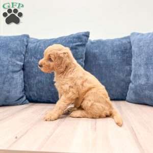 Blair, Mini Goldendoodle Puppy