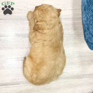 Blair, Mini Goldendoodle Puppy