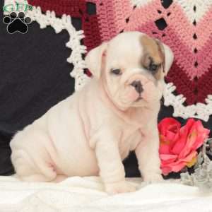 Willow, English Bulldog Puppy
