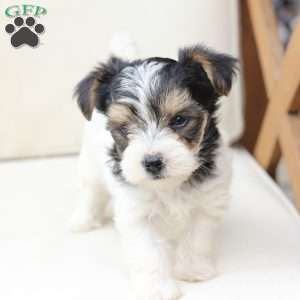 Sage, Yorkie Puppy